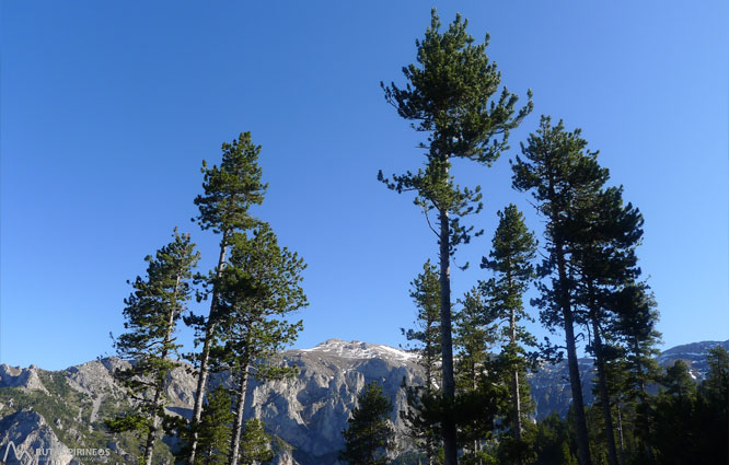 Ruta del Trencapinyes i mirador dels Orris 1 