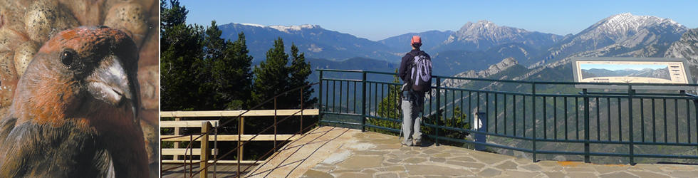 Ruta del Trencapinyes i mirador dels Orris