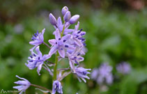 Joliu (<i>Scilla lilio-hyacintus</i>), planta que dóna nom al tipus de fagedes típiques del Puigsacalm: la fageda amb joliu.