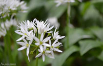 L´all d´os o all ursí (<i>Allium ursinum</i>), típic de les fagedes amb joliu del Puigsacalm.