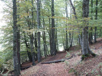 Bosc frondós al costat del Saut deth Pish.