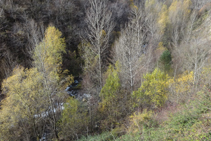 Bonic bosc de ribera a les profunditats de la vall.