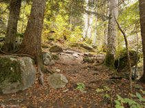 Pugem pel mig del bosc de l´Artiga de Lin.