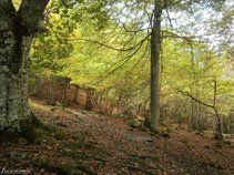 Caminem per entre el bosc tot fent una lleugera pujada.