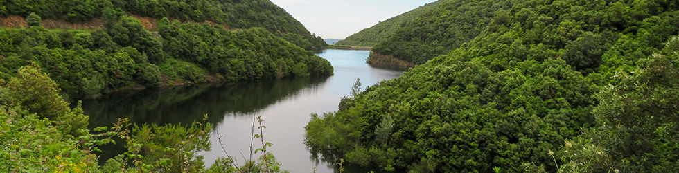 El Castanyer Gros de Can Cuch i el pantà de Vallforners